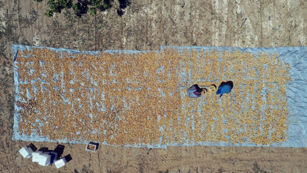 20200822 2 43998843 57577882 Web Dünyaca ünlü Aydın incirinde hasat heyecanı