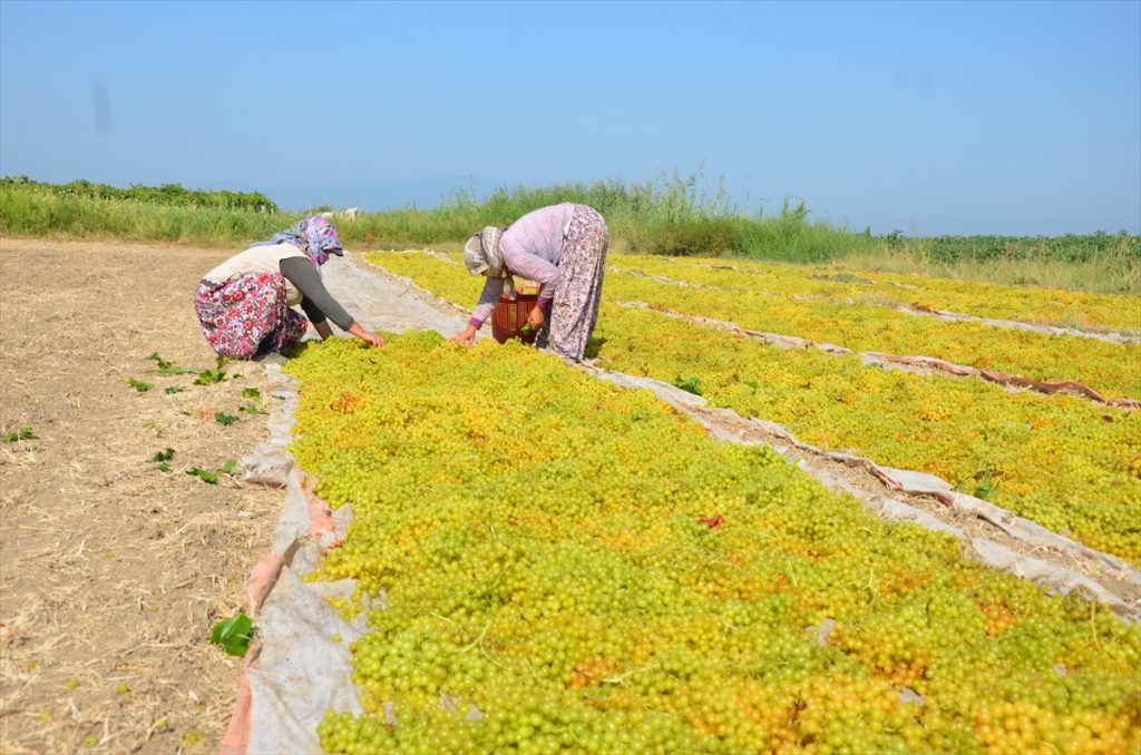 20200825 2 44039747 57652579 Web Aydın'ın Koçarlı ilçesinde, çekirdeksiz sultani üzüm hasadına başlandı.