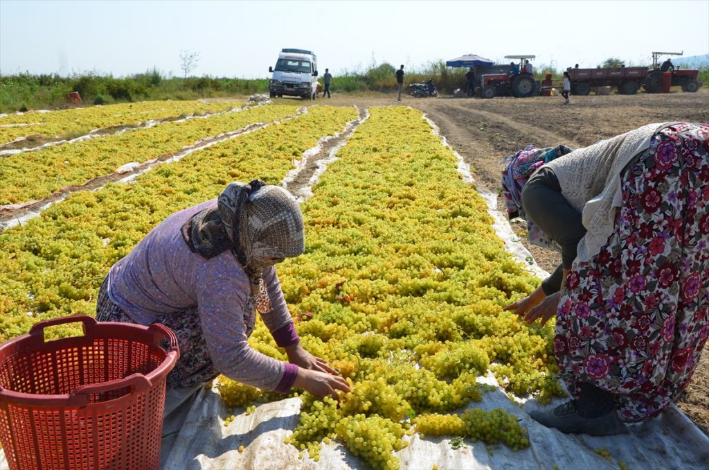 20200825 2 44039747 57652580 Web Aydın'ın Koçarlı ilçesinde, çekirdeksiz sultani üzüm hasadına başlandı.