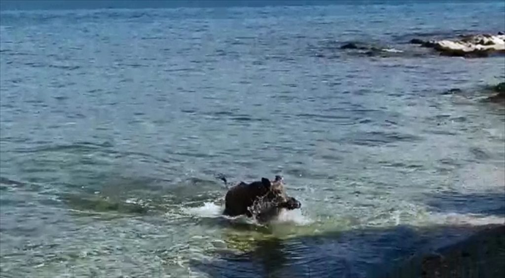 20200826 2 44065289 57690102 Web Sıcaktan bunalan yaban domuzu denizde keyif yaptı