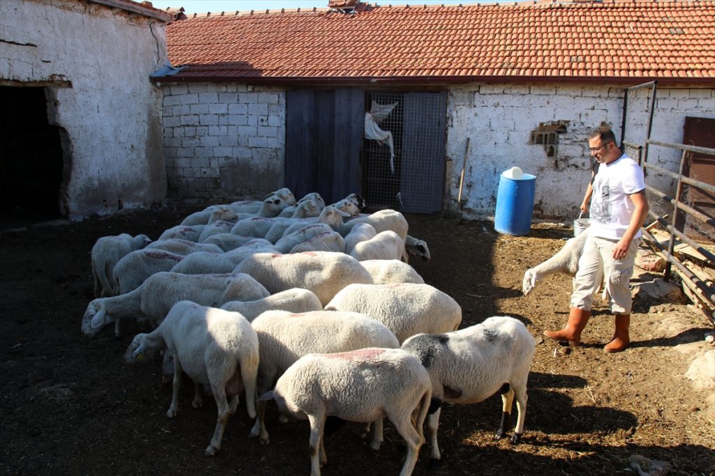 bir inekle basladigi hayvancilikta 5 yilda ciftlik sahibi oldu 6 9znBypnv Bir inekle başladığı hayvancılıkta 5 yılda çiftlik sahibi oldu