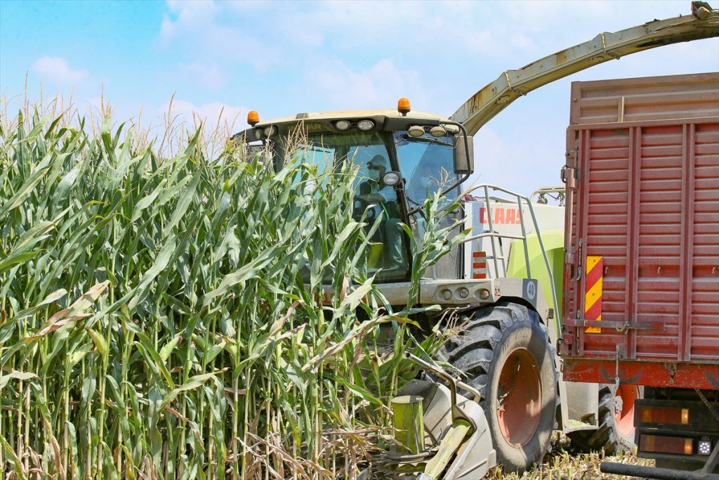 izmir valisi kosger misir hasadina katildi 4 zqE94v2d İzmir Valisi Köşger, mısır hasadına katıldı