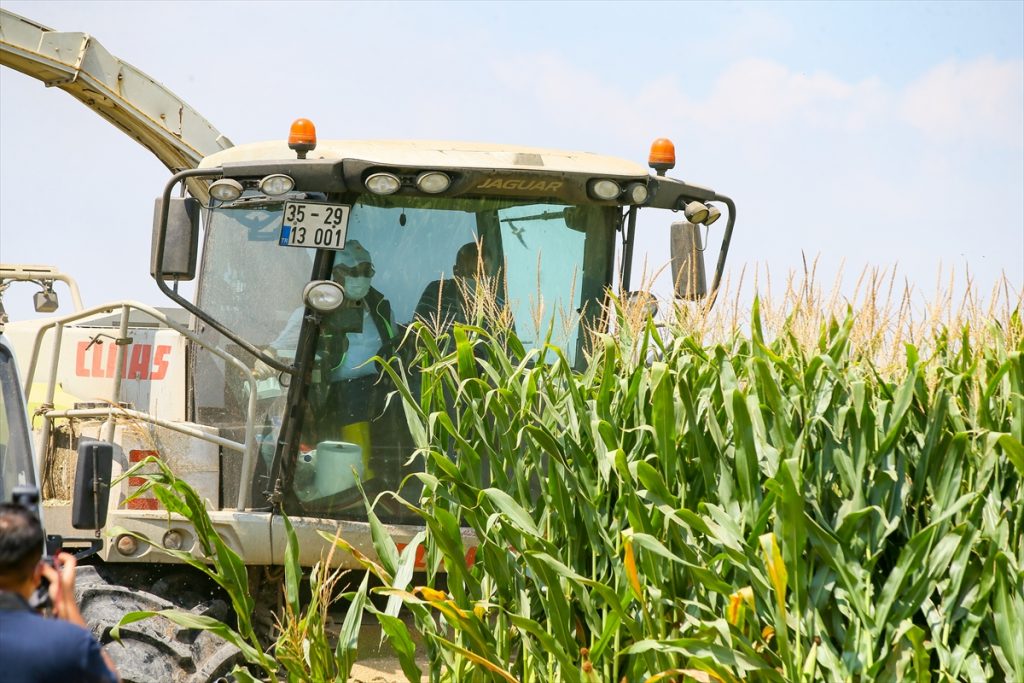 izmir valisi kosger misir hasadina katildi 7 aNel5LMZ İzmir Valisi Köşger, mısır hasadına katıldı