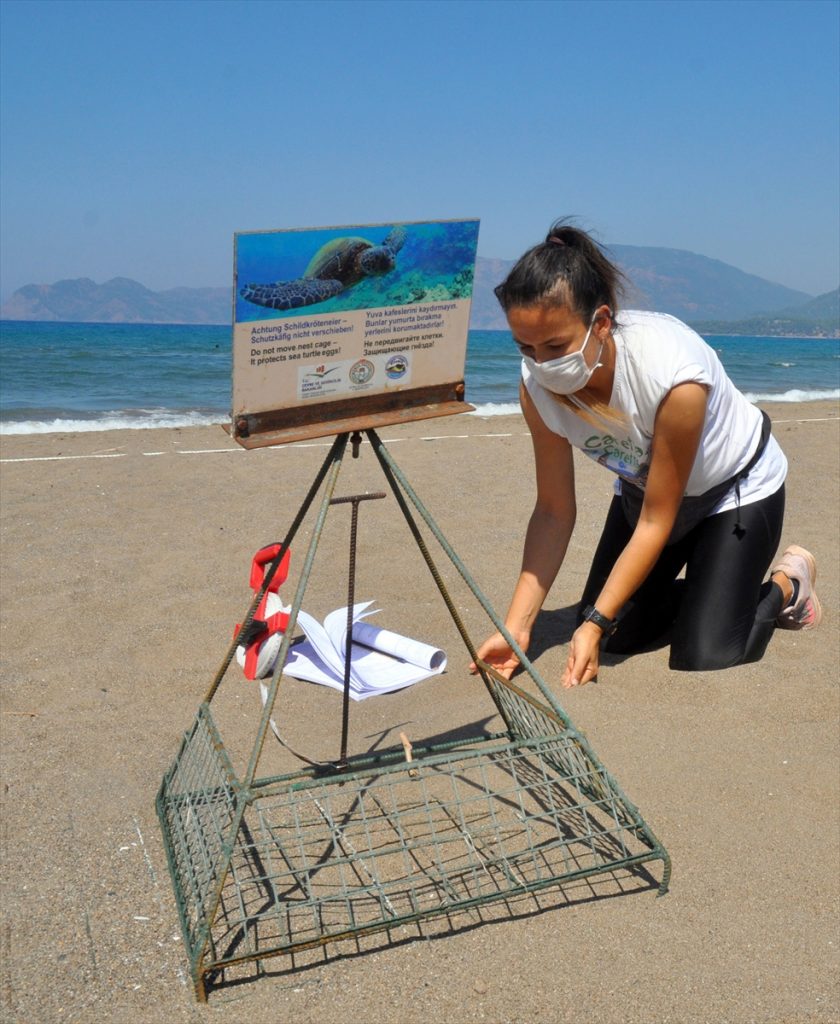 iztuzu plajinda 744 caretta caretta yuvasiyla rekor kirildi 3 gfAaBUGJ İztuzu Plajı'nda 744 caretta caretta yuvasıyla rekor kırıldı