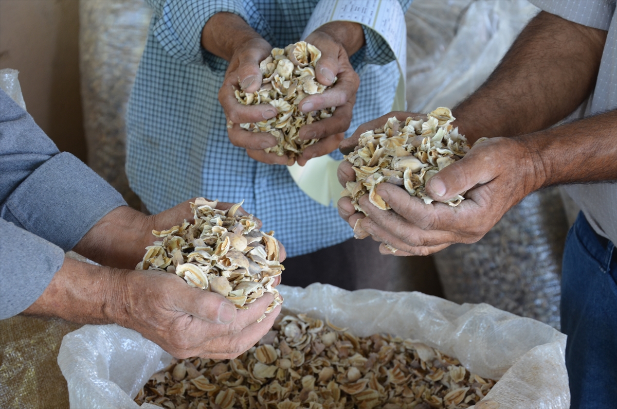 manisali hashas ureticisi fiyattan memnun 1 8mbBq3VE Manisalı haşhaş üreticisi fiyattan memnun