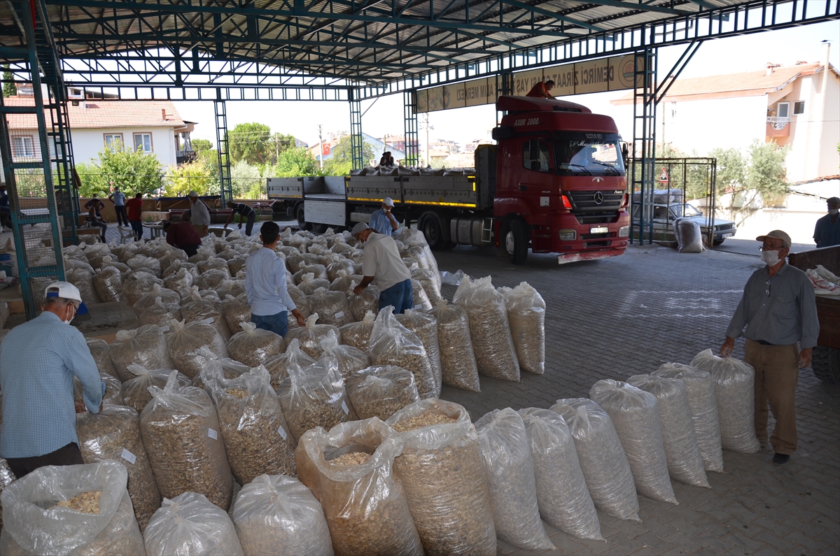manisali hashas ureticisi fiyattan memnun 2 mlSJGnJ4 Manisalı haşhaş üreticisi fiyattan memnun