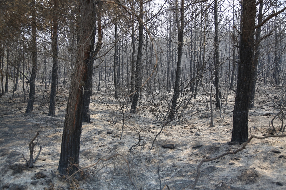 mugladaki orman yangini 17 saatte sonduruldu 4 FGC2itRI Muğla'daki orman yangını 17 saatte söndürüldü