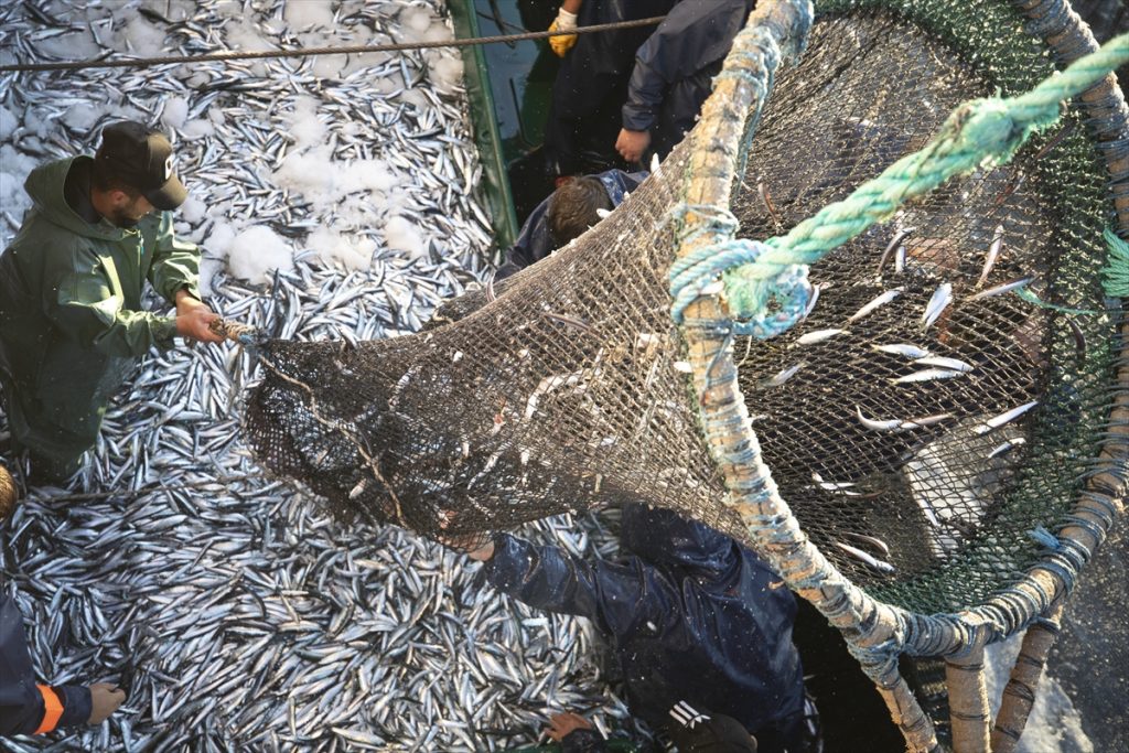 20200901 2 44141450 57812204 Web Egeli balıkçılar sezona bereketli başladı