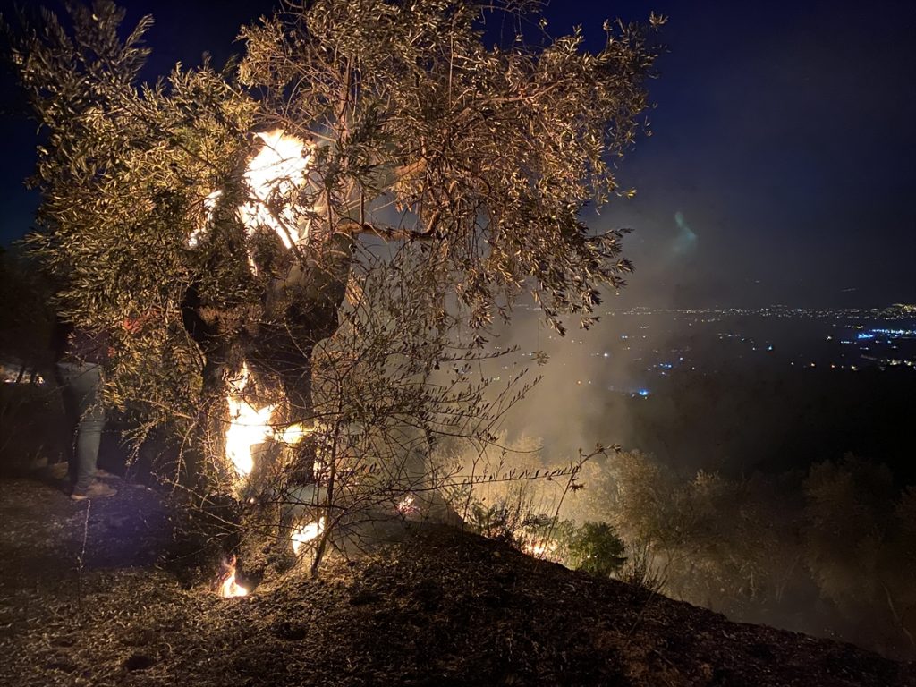 20200902 2 44173184 57862992 Web İzmir'de zeytinlikte çıkan yangın kontrol altına alındı