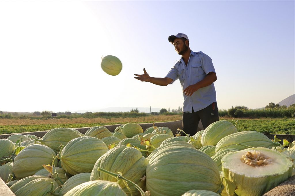 20200905 2 44209110 57917736 Web Kırkağaç'taki kavun üreticileri, dış pazara açılmak istiyor