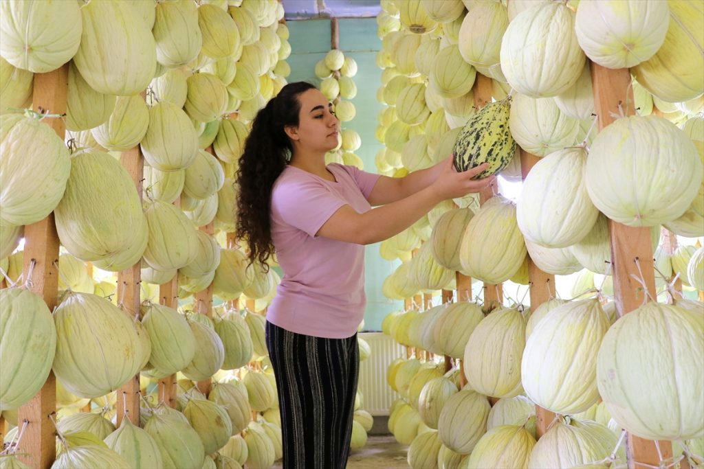 20200905 2 44209110 57917745 Web Kırkağaç'taki kavun üreticileri, dış pazara açılmak istiyor