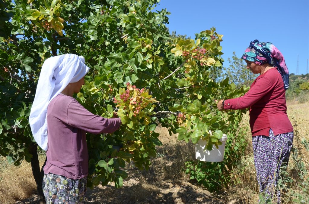 20200905 2 44209423 57918784 Web Aşılanan menengiçlerden 10 milyon liralık fıstık rekoltesi bekleniyor