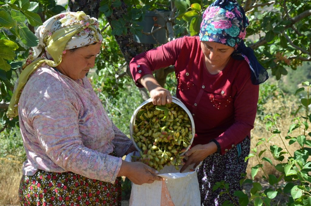 20200905 2 44209423 57918787 Web Aşılanan menengiçlerden 10 milyon liralık fıstık rekoltesi bekleniyor