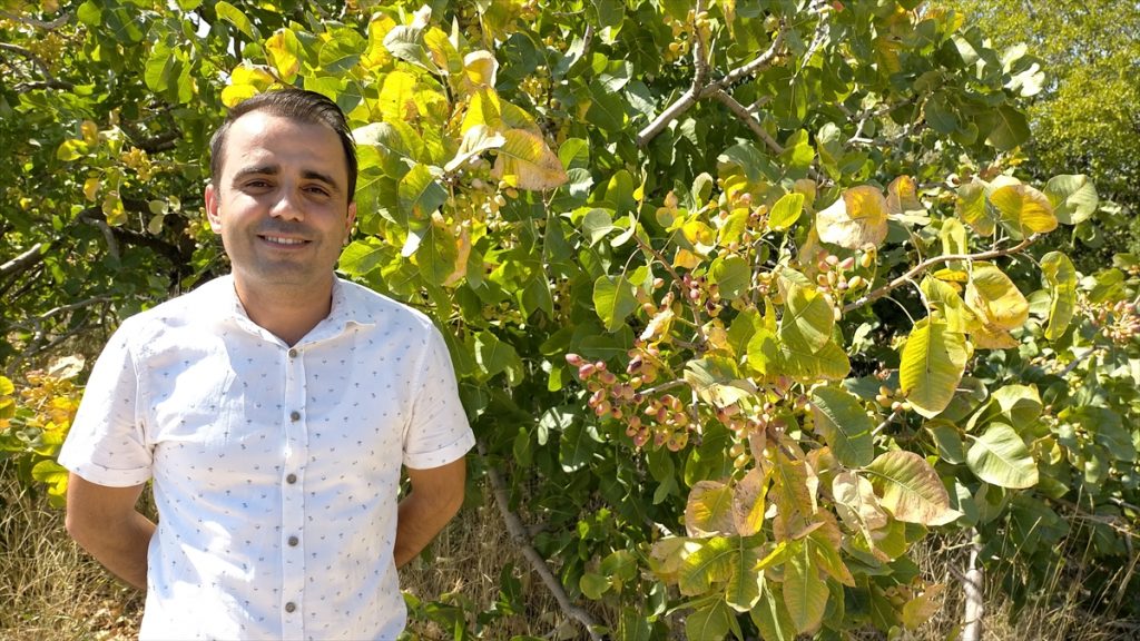 20200905 2 44209423 57918791 Web Aşılanan menengiçlerden 10 milyon liralık fıstık rekoltesi bekleniyor