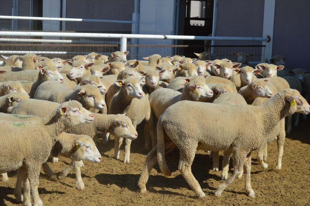 20200908 2 44246159 57973628 Web Üniversite özel sektör iş birliğiyle üretilen damızlık koyunlar yoğun talep görüyor