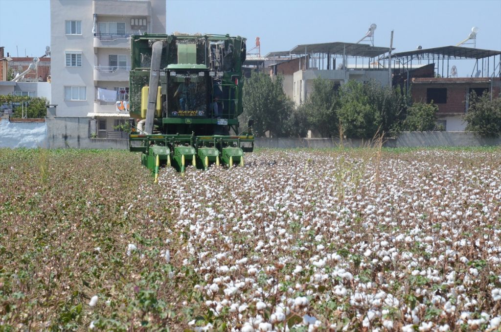 20200908 2 44255208 57987353 Web İncirliova’da "erkenci" pamuğun hasadı yapıldı