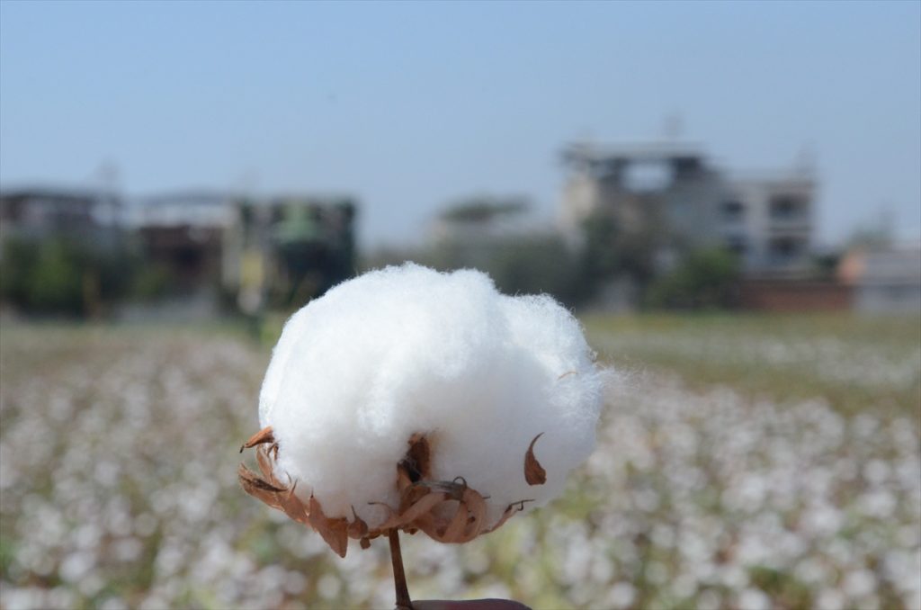 20200908 2 44255208 57987359 Web İncirliova’da "erkenci" pamuğun hasadı yapıldı