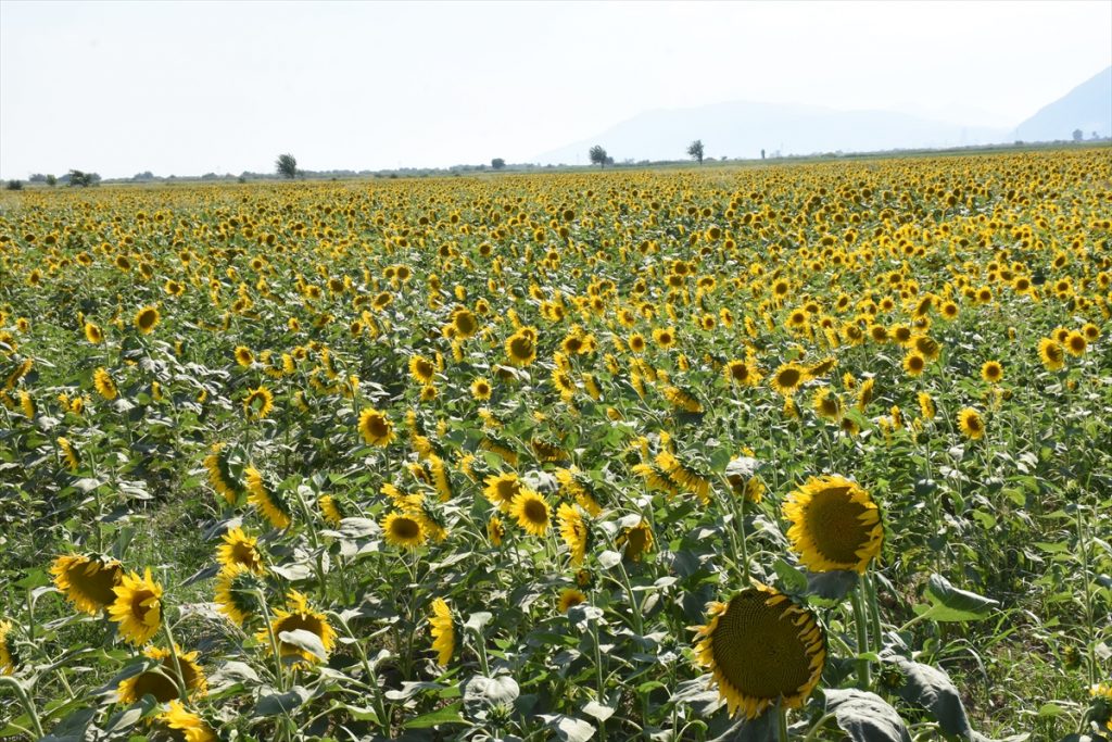 20200910 2 44285036 58031556 Web Aydın'da ayçiçek ekim alanında artış