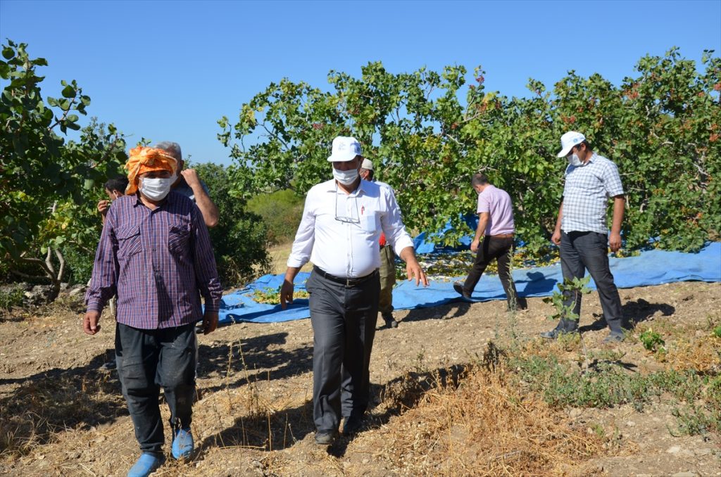 20200914 2 44345139 58122927 Web Demirci Kaymakam Kaya ve Belediye Başkanı Selçuk, Antep fıstığı hasadına katıldı