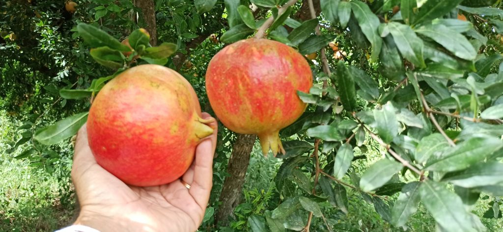 AW126466 02 Sıcak hava nar ve cevizi yaktı