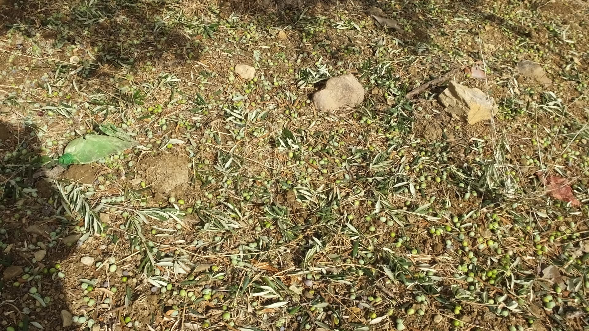 DOLU YAĞIŞI ZEYTİNLİKLERE ZARAR VERDİ