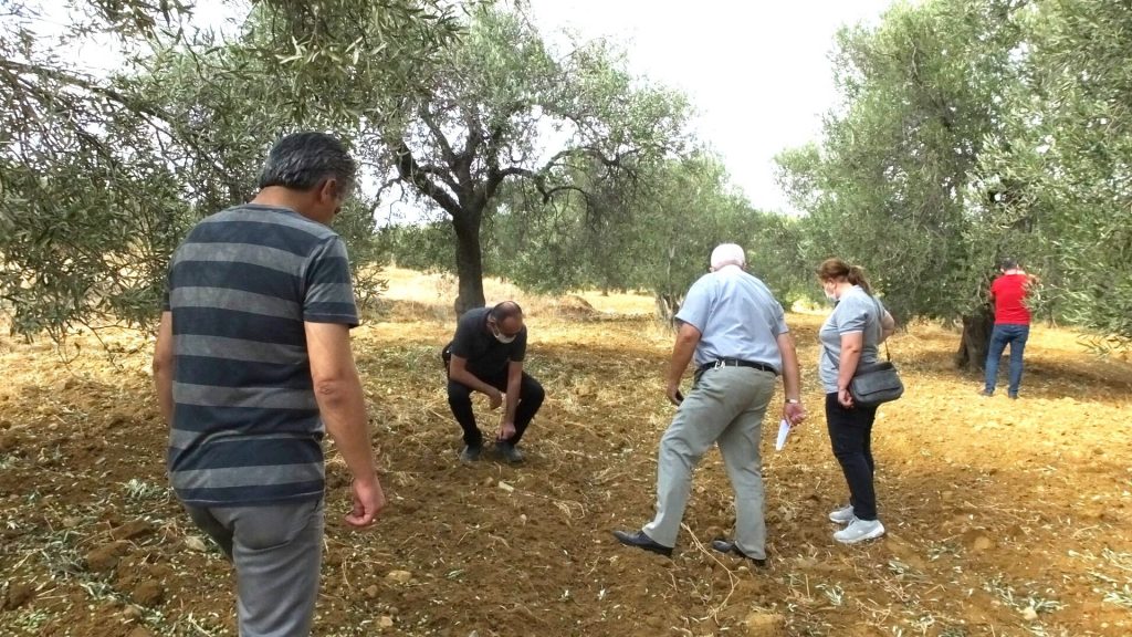 AW126784 05 Dolu yağışı zeytinliklere zarar verdi