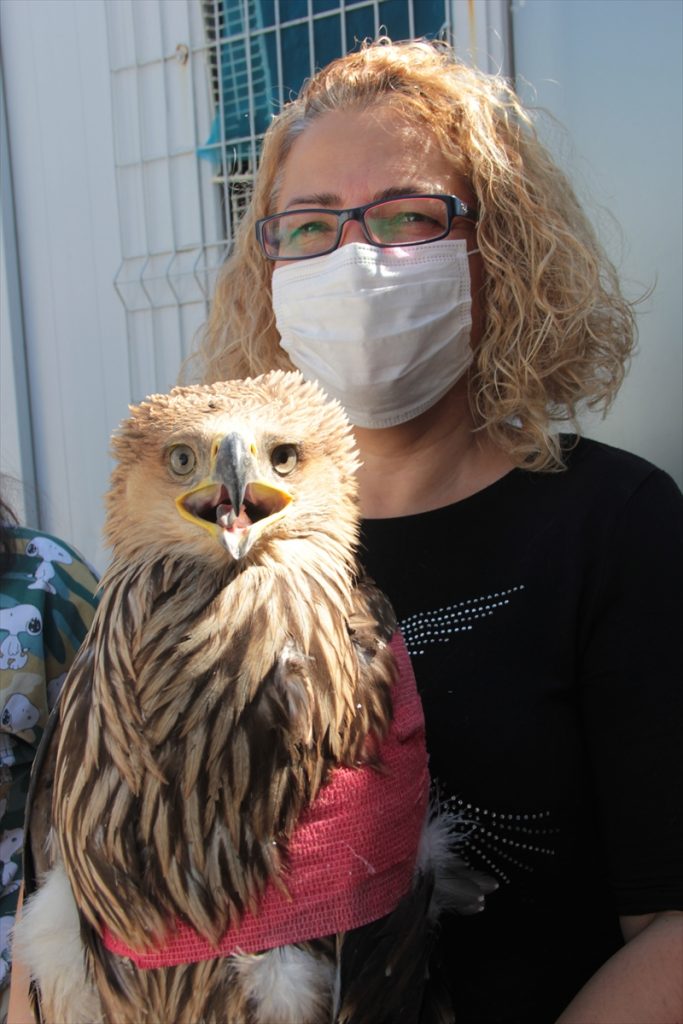 atesli silahla vurulan sah kartal tedavi altina alindi 2 Ateşli silahla vurulan şah kartal tedavi altına alındı