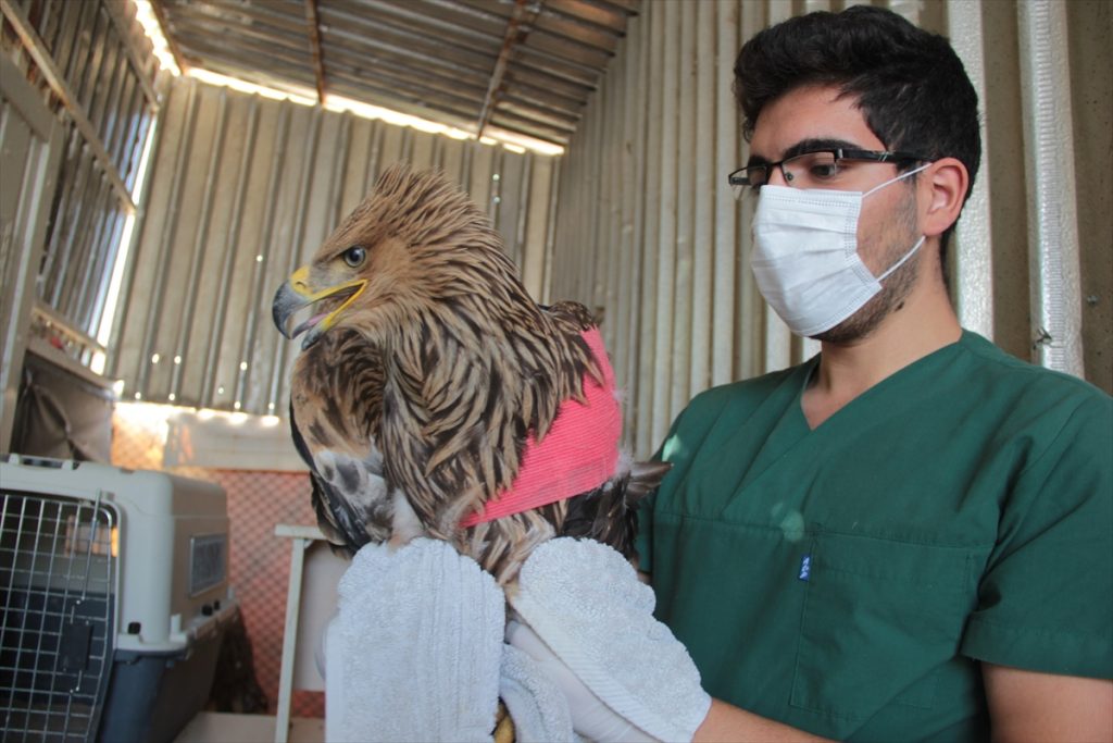 atesli silahla vurulan sah kartal tedavi altina alindi 5 Ateşli silahla vurulan şah kartal tedavi altına alındı