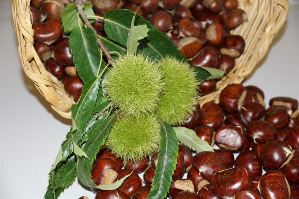 aydin kestanesi tescillendi 2 Aydın kestanesi, Avrupa Birliği tarafından tescillendi