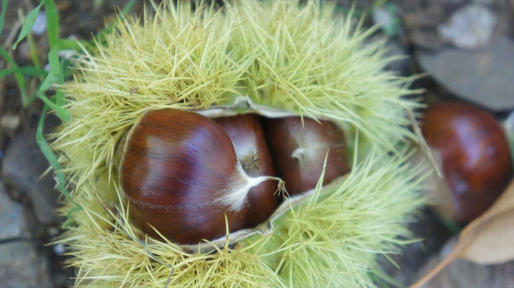 aydin kestanesi tescillendi 3 Aydın kestanesi, Avrupa Birliği tarafından tescillendi