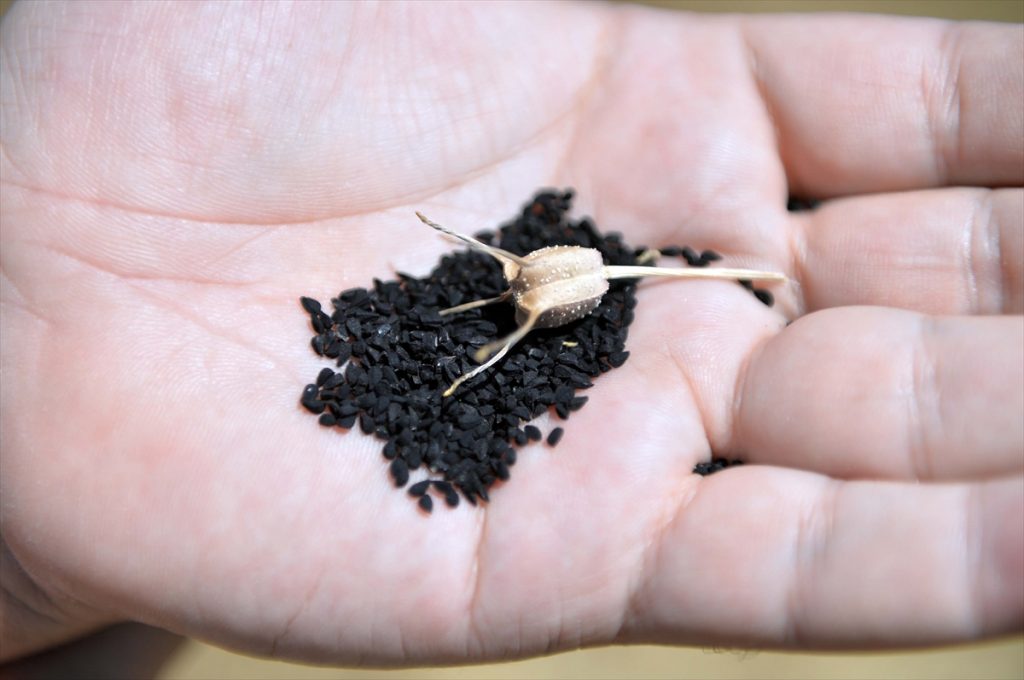 corekotu ihracati rekora kosuyor 1 Çörek otu ihracatı pandemi sürecinde rekora koşuyor