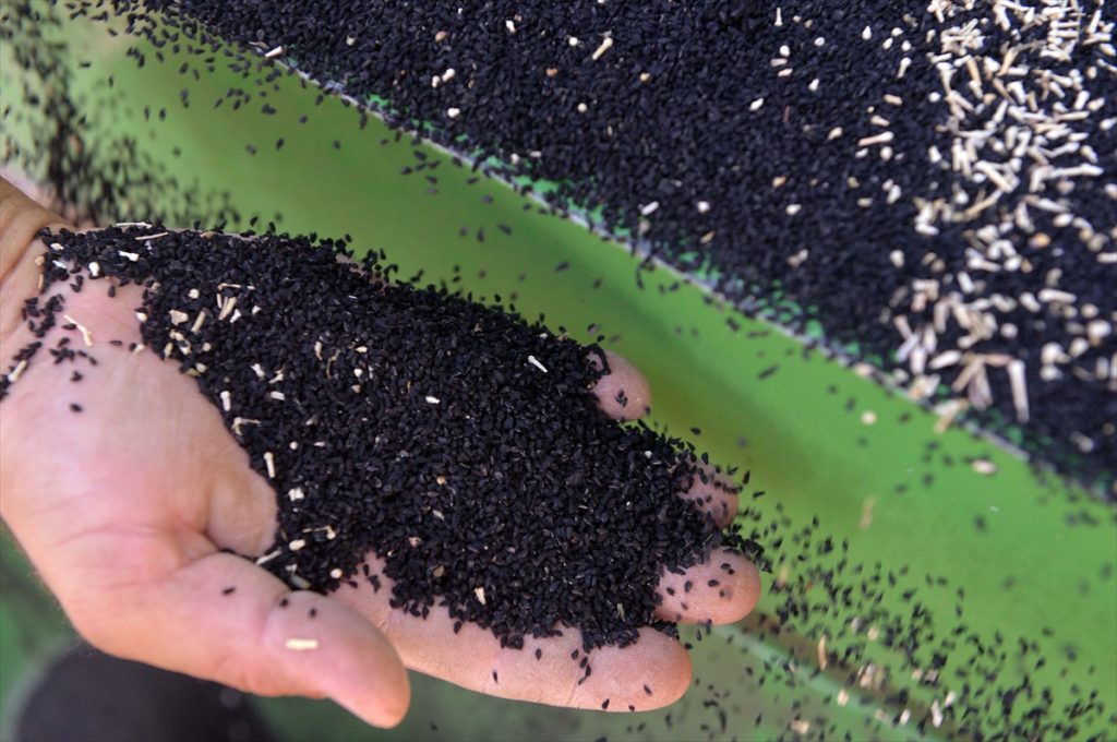 corekotu ihracati rekora kosuyor 8 Çörek otu ihracatı pandemi sürecinde rekora koşuyor