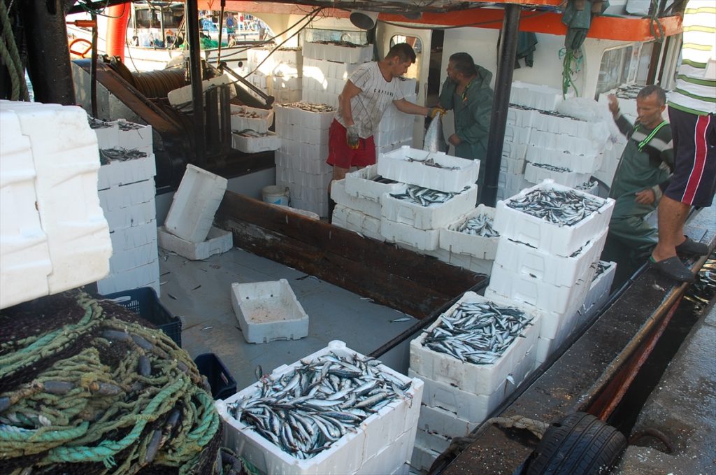 didim de balik avi hareketlenmesi 3 Didim'de balık bereketi