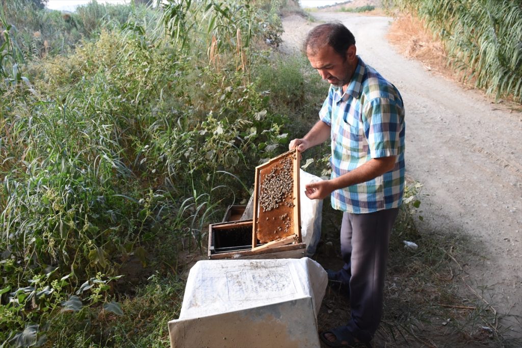 germencik te ari kovani hirsizligi 1 Germencik'te arı kovanı hırsızlığı