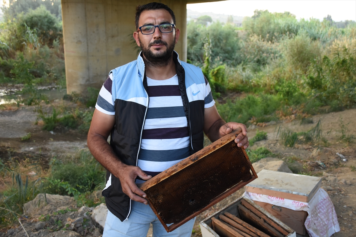 germencik-te-ari-kovani-hirsizligi (4)