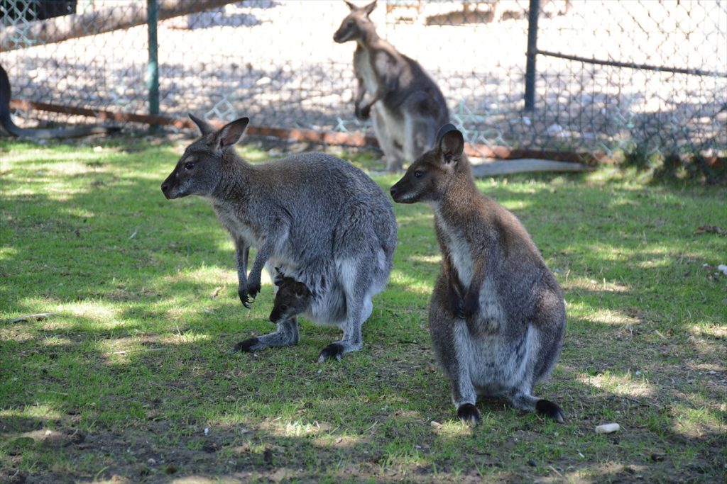 kanguru gormek isteyen kecioren e gelsin 1 Keçiören Belediye Başkanı Altınok: "Kanguru görmek isteyen Keçiören'e gelsin"