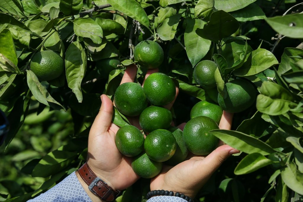 mandalina da rekolte sevinci 1 Mandalinada rekolte sevinci