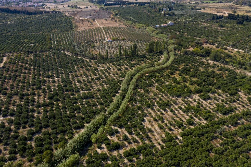 mandalina da rekolte sevinci 4 Mandalinada rekolte sevinci