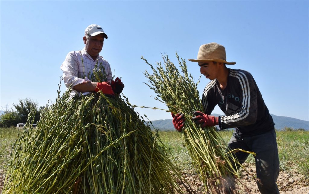 susam yurt disindan ilgi goruyor 1 Aromasını "Deli Memet" rüzgarından alan susam, yurt dışından ilgi görüyor