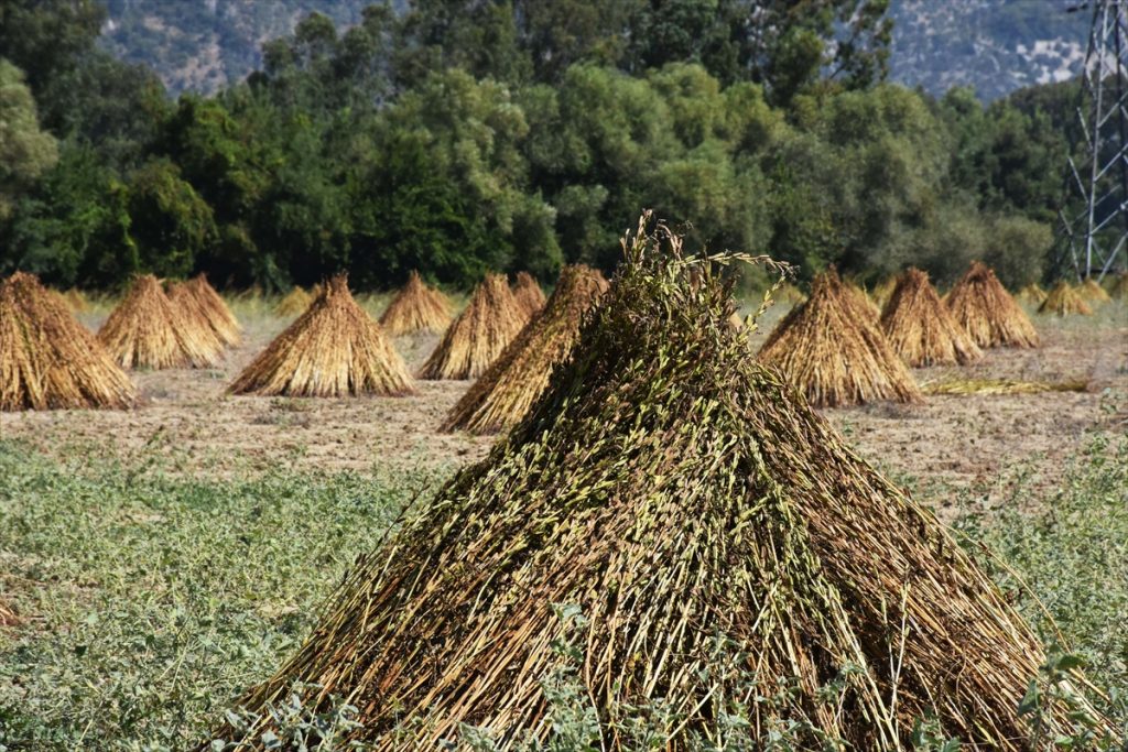 susam yurt disindan ilgi goruyor 16 Aromasını "Deli Memet" rüzgarından alan susam, yurt dışından ilgi görüyor