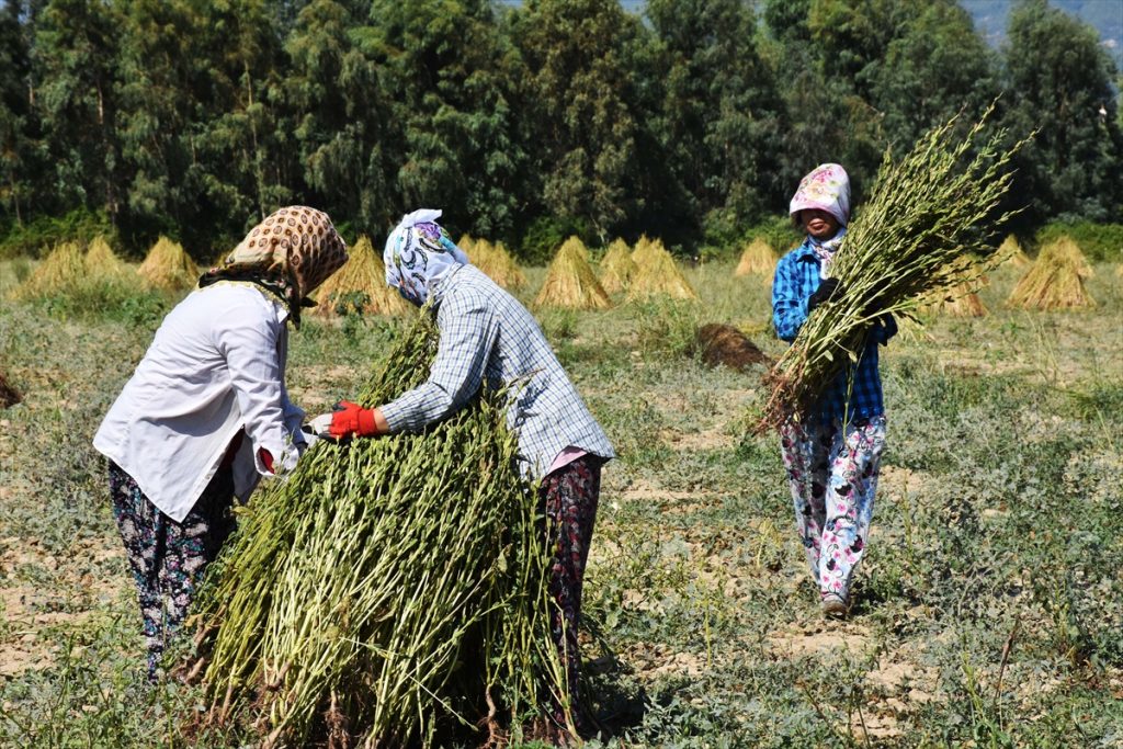 susam yurt disindan ilgi goruyor 9 Aromasını "Deli Memet" rüzgarından alan susam, yurt dışından ilgi görüyor