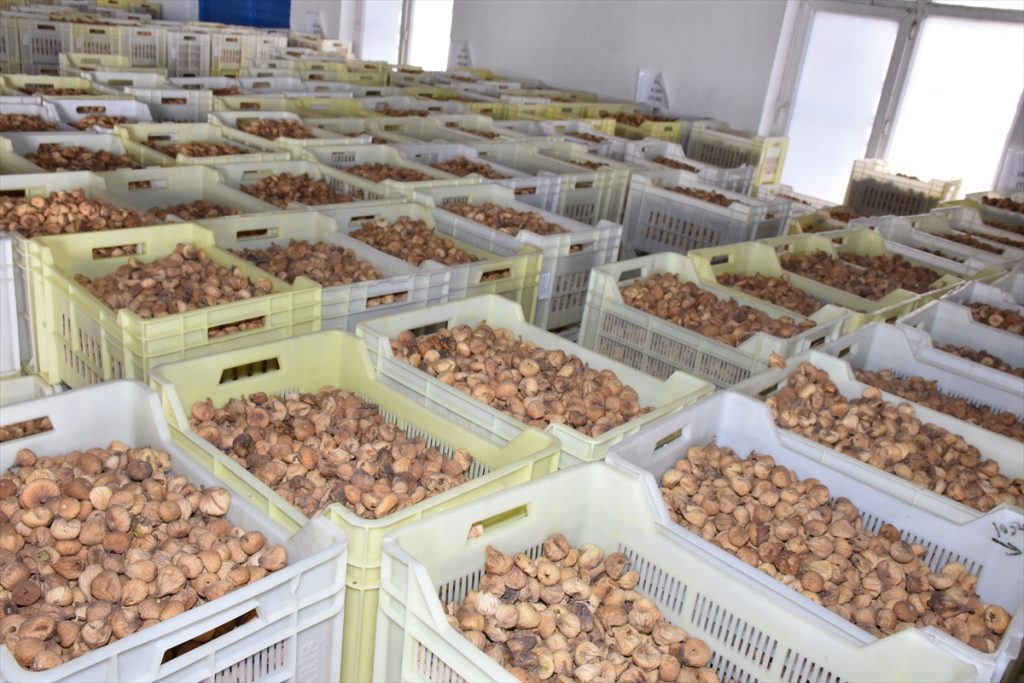 taris incir alim fiyatlarinin ortalama yuzde 30 arttigini acikladi 1 Tariş, kuru incir alım fiyatını ortalama yüzde 30 artırdığını açıkladı