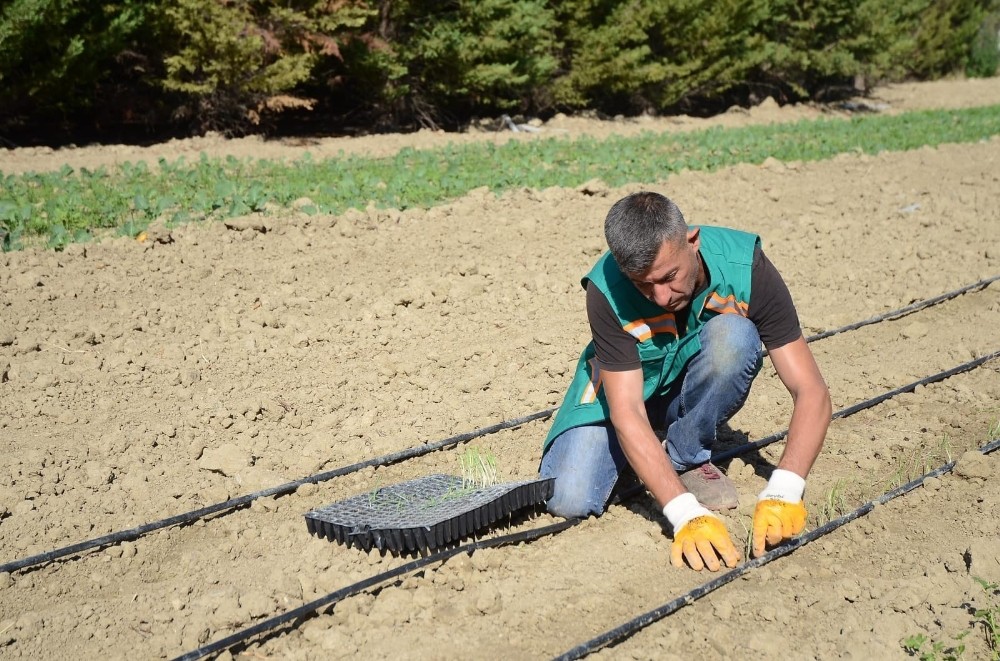 adabahcede kis hazirliklari basladi 0 1RwODjkI Adabahçe’de kış hazırlıkları başladı