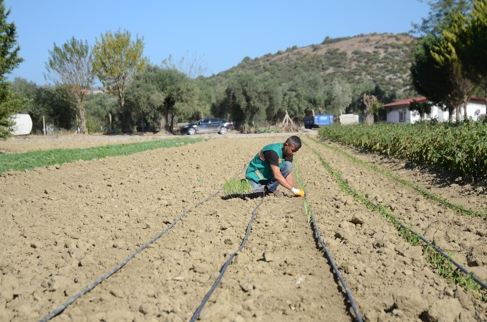 adabahcede kis hazirliklari basladi 2 gETUbEa2 Adabahçe’de kış hazırlıkları başladı