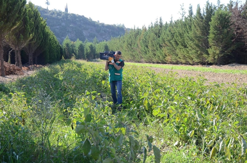 adabahcede kis hazirliklari basladi 4 9MKBHuiT Adabahçe’de kış hazırlıkları başladı