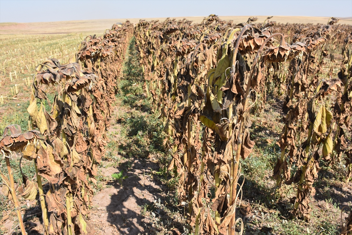 afyonkarahisarda uretilen aycicegi tohumu yurt disi pazarina da sunuluyor 2 kLn4zEFC Afyonkarahisar'da üretilen ayçiçeği tohumu yurt dışı pazarına da sunuluyor