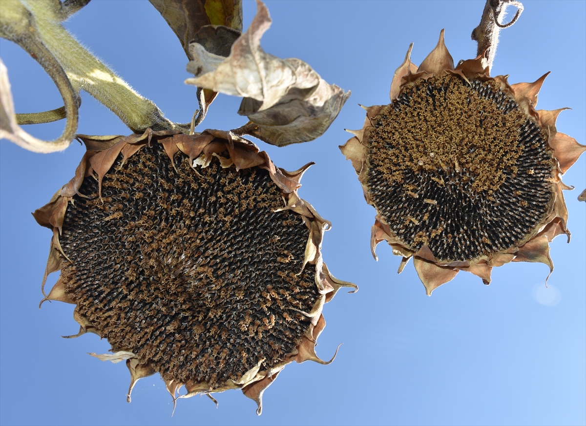 afyonkarahisarda uretilen aycicegi tohumu yurt disi pazarina da sunuluyor 9 B5diVKGX Afyonkarahisar'da üretilen ayçiçeği tohumu yurt dışı pazarına da sunuluyor