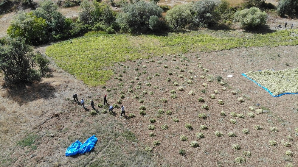 ata tohumlariyla uretilen kuru fasulye ruzgar cagrilarak ayiklaniyor 1 kyYzSHdD Ata tohumlarıyla üretilen kuru fasulye, rüzgar çağrılarak ayıklanıyor