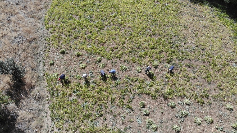ata tohumlariyla uretilen kuru fasulye ruzgar cagrilarak ayiklaniyor 2 EDHiyIAk Ata tohumlarıyla üretilen kuru fasulye, rüzgar çağrılarak ayıklanıyor