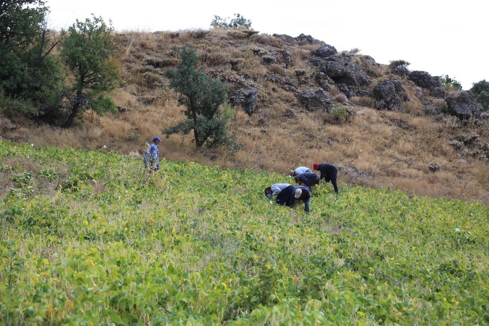 ata tohumlariyla uretilen kuru fasulye ruzgar cagrilarak ayiklaniyor 3 DfcM9dSy Ata tohumlarıyla üretilen kuru fasulye, rüzgar çağrılarak ayıklanıyor